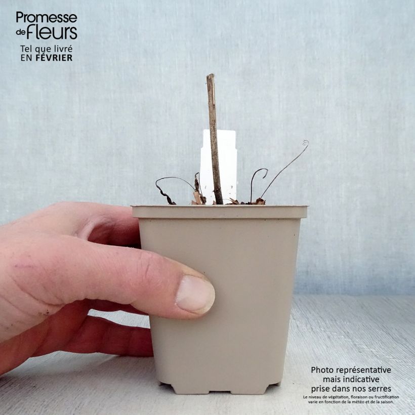 Spécimen de Echinacea purpurea Meringue - Echinacée Godet de 8/9 cm tel que livré en hiver