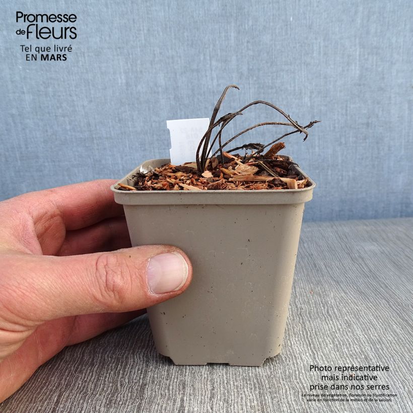 Spécimen de Echinacea purpurea Milkshake - Echinacée Godet de 8/9 cm tel que livré en hiver