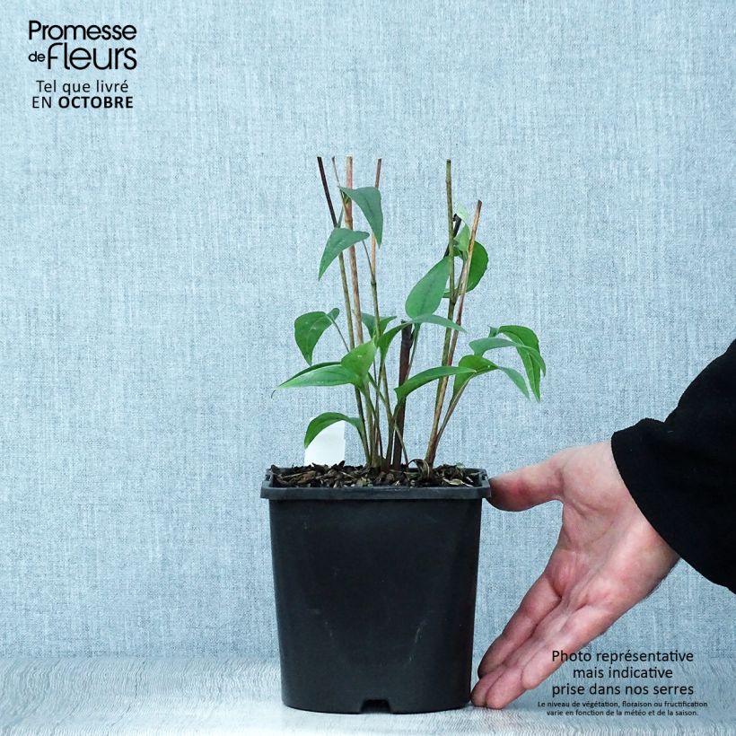 Spécimen de Echinacea purpurea Pica Bella - Echinacée Pot de 2L/3L tel que livré en automne