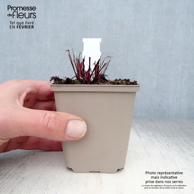 Spécimen de Echinacea purpurea Pink Double Delight - Echinacée Godet de 8/9 cm tel que livré en hiver