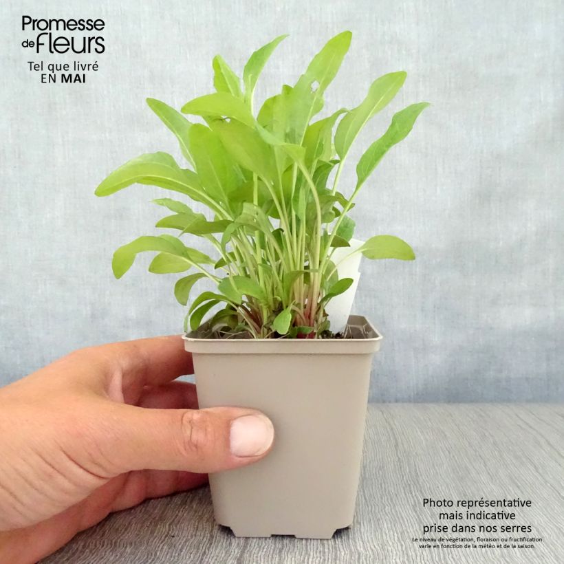 Spécimen de Echinacea purpurea Pink Double Delight - Echinacée Godet de 8/9 cm tel que livré au printemps