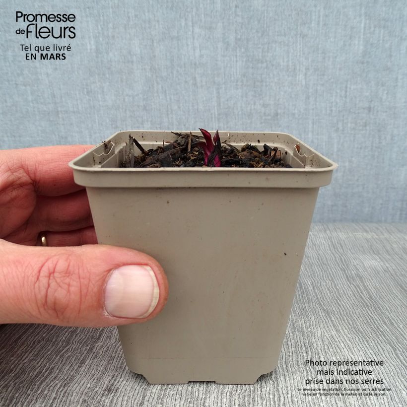 Spécimen de Echinacea purpurea Razzmatazz - Echinacée Godet de 8/9 cm tel que livré en hiver