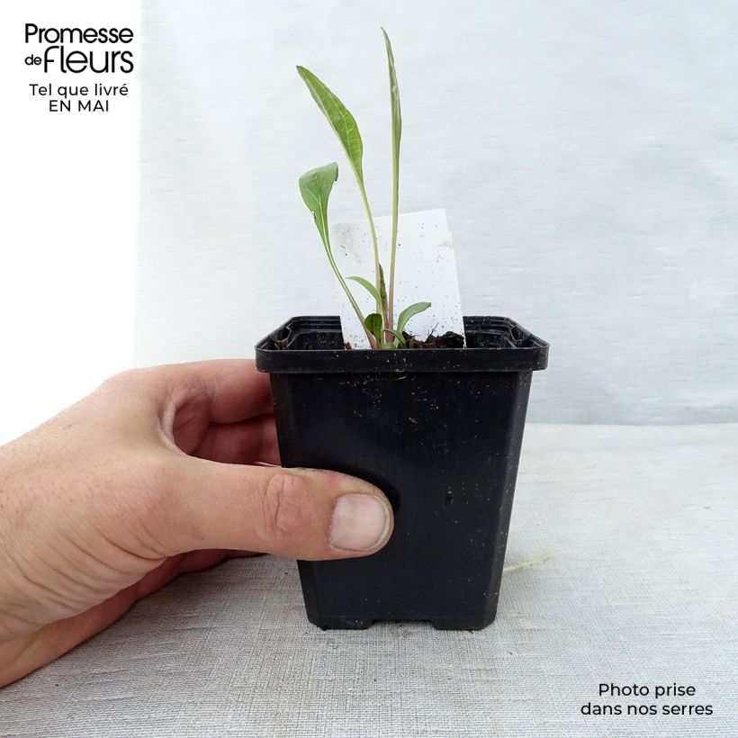 Spécimen de Echinacea purpurea - Echinacée pourpre Godet de 7/8 cm tel que livré au printemps