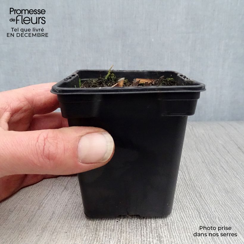 Spécimen de Echinacea purpurea - Echinacée pourpre Godet de 7/8 cm tel que livré en hiver