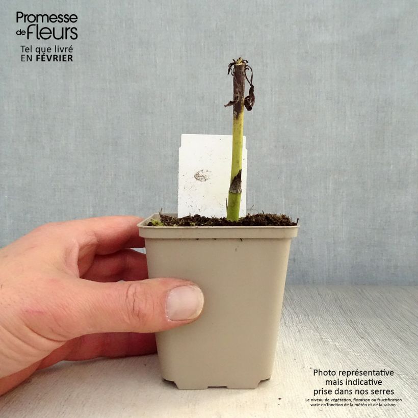 Spécimen de Echinacea purpurea Summer Cocktail Godet de 8/9 cm tel que livré en hiver