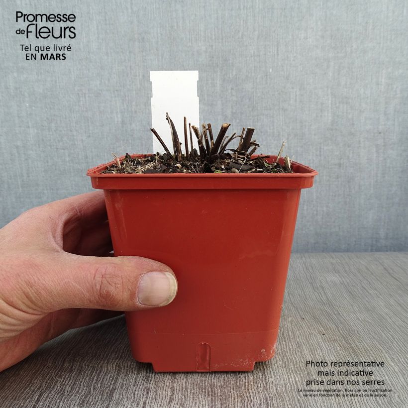 Spécimen de Echinacea purpurea Summer Cocktail Pot de 1L/1,5L tel que livré en hiver