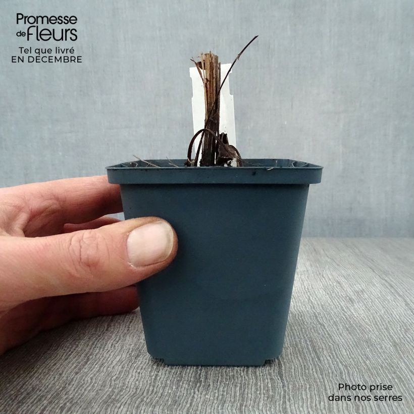 Spécimen de Echinacea purpurea Sundown - Rudbeckia pourpre Godet de 8/9 cm tel que livré en hiver