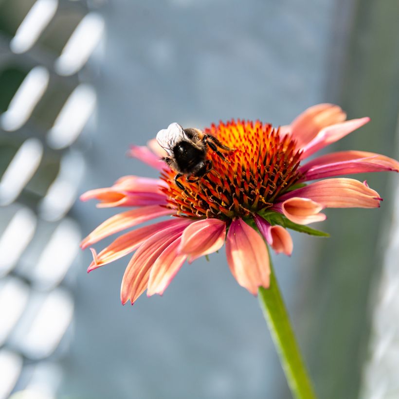 Echinacea purpurea Sundown - Rudbeckia pourpre (Floraison)