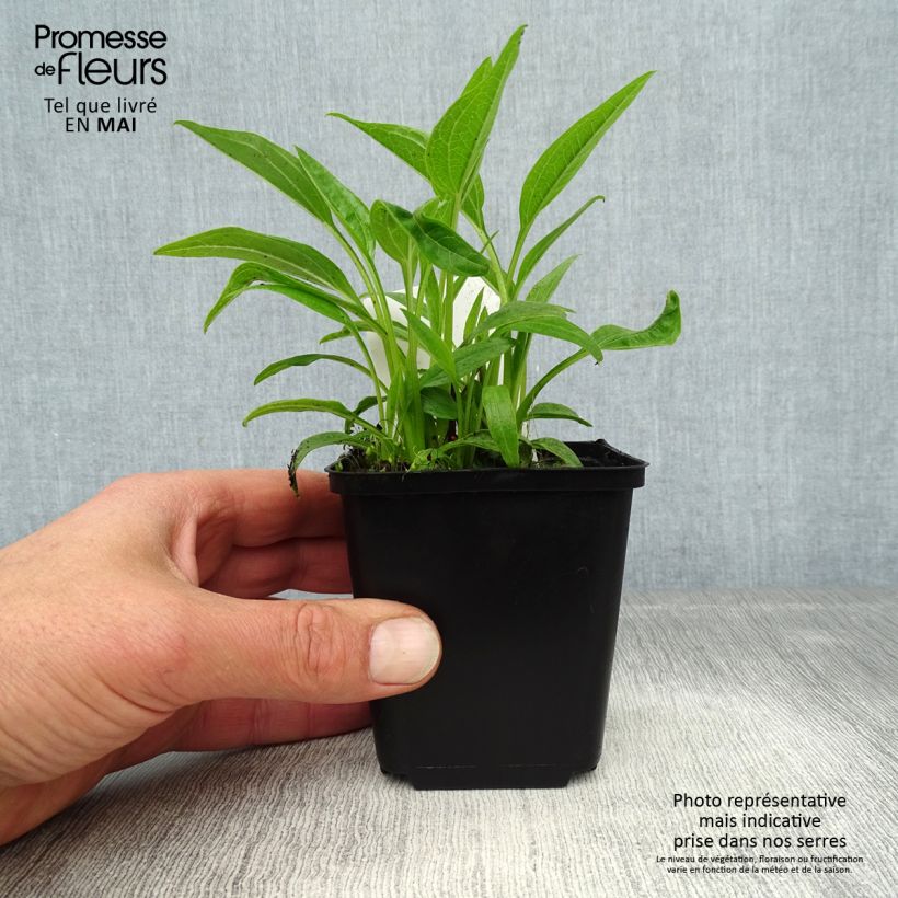 Echinacea purpurea Sunrise Vasetto da 8/9 cm esemplare consegnato in primavera