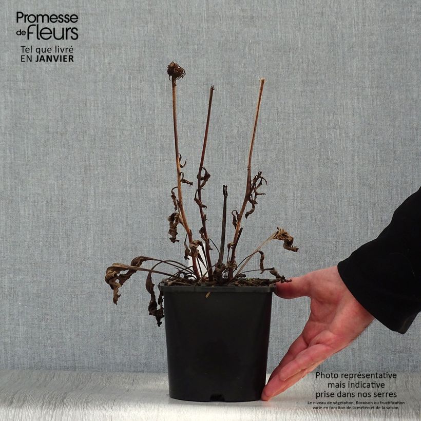 Spécimen de Echinacea purpurea Virgin - Echinacée Pot de 2L/3L tel que livré en hiver