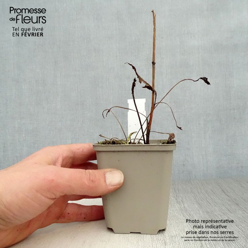 Spécimen de Echinacea purpurea Virgin - Echinacée Godet de 8/9 cm tel que livré en hiver