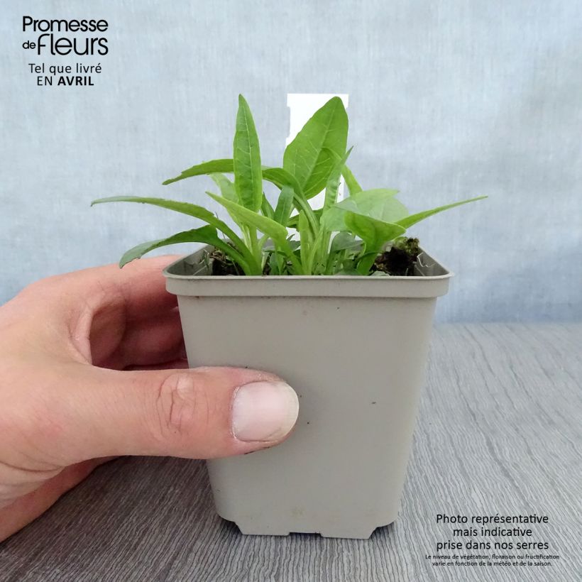 Spécimen de Echinacea purpurea Virgin - Echinacée Godet de 8/9 cm tel que livré au printemps