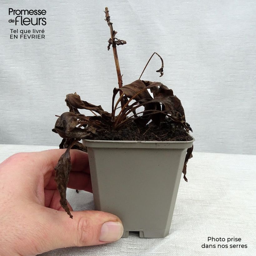 Spécimen de Echinacea purpurea White Meditation Godet de 8/9 cm tel que livré en hiver