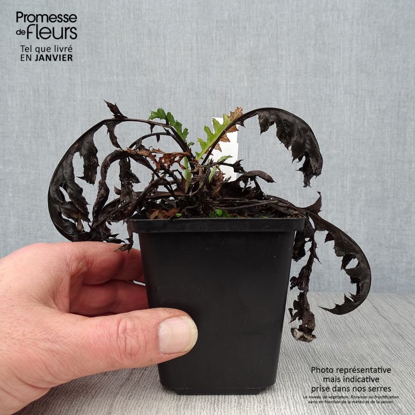 Spécimen de Echinops bannaticus Blue Glow - Boule azurée Godet de 8/9 cm tel que livré en hiver