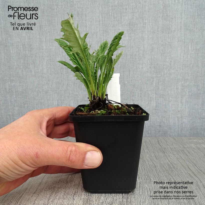 Spécimen de Echinops bannaticus Blue Glow - Boule azurée Godet de 8/9 cm tel que livré au printemps