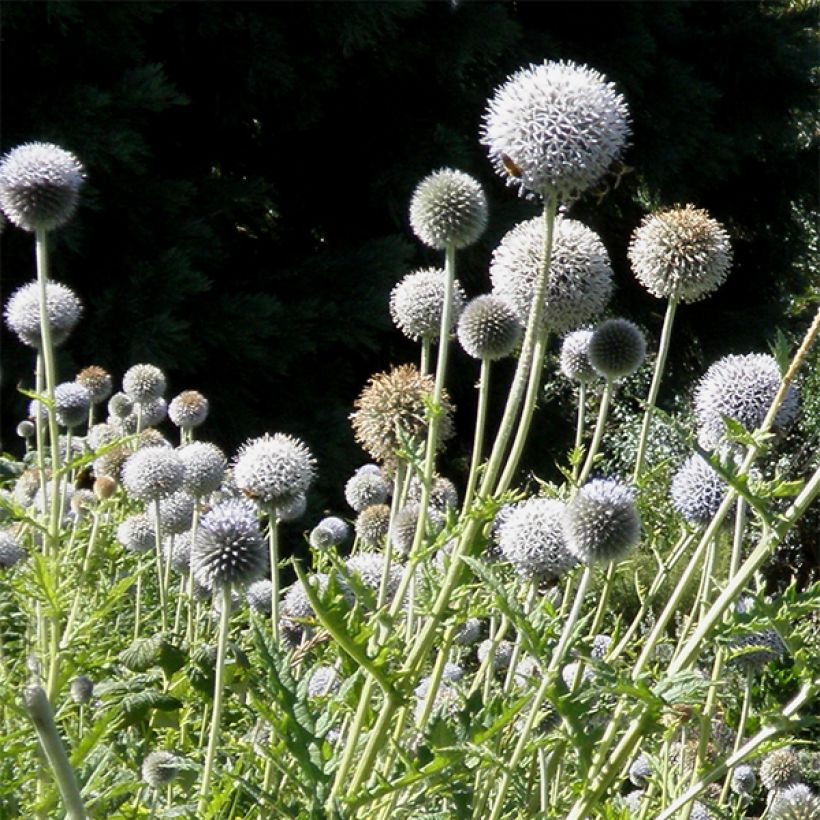 Chardon boule - Echinops bannaticus Star Frost (Floraison)