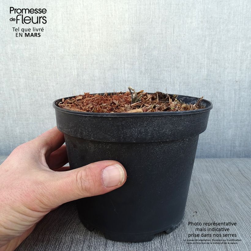 Spécimen de Echinops bannaticus Taplow Blue - Chardon boule Pot de 2L/3L tel que livré en hiver