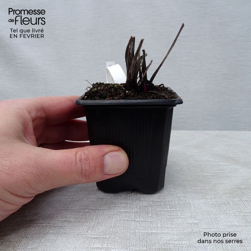 Spécimen de Echinops ritro Veitch’s Blue - Chardon boule Godet de 8/9 cm tel que livré en hiver