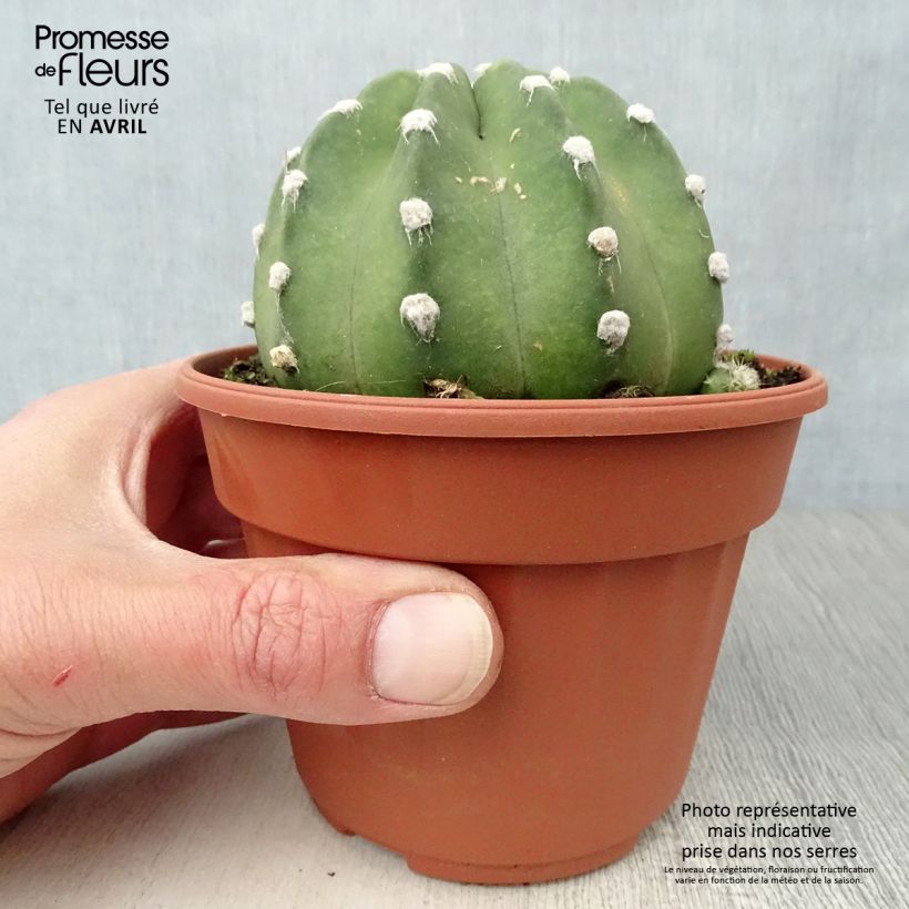 Spécimen de Echinopsis subdenudata Pot de 12 cm / 13 cm tel que livré en hiver
