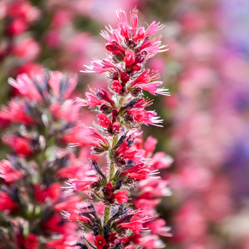 Echium amoenum Red Feathers (Floração)