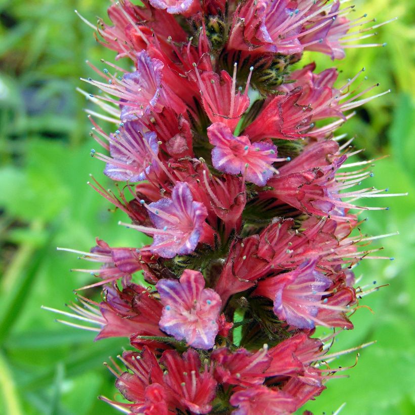 Echium russicum - Vipérine de Russie (Floraison)