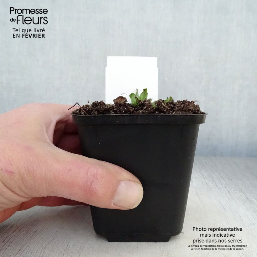 Spécimen de Echium vulgare Godet de 8/9 cm tel que livré en hiver