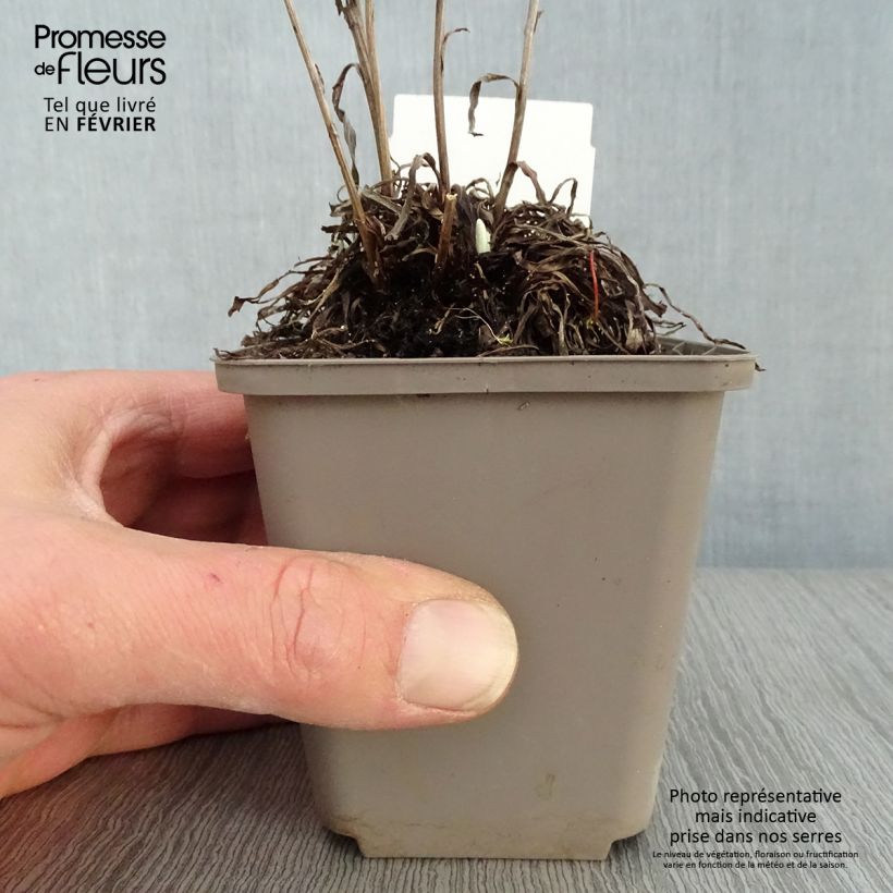 Spécimen de Edelweiss des Alpes, Leontopodium alpinum Godet de 8/9 cm tel que livré en hiver