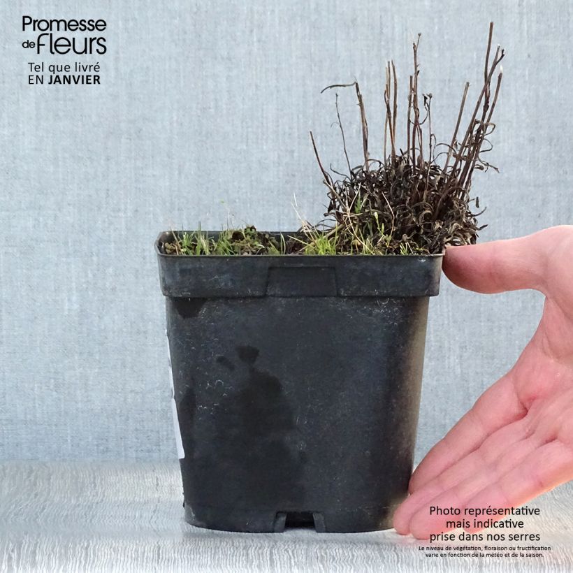 Spécimen de Edelweiss des Alpes, Leontopodium alpinum Pot de 2L/3L tel que livré en hiver