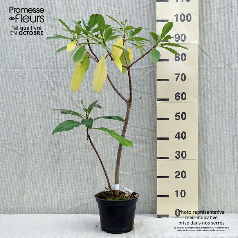 Spécimen de Edgeworthia chrysantha Nanjing Gold - Buisson à papier Pot de 2L/3L tel que livré en automne