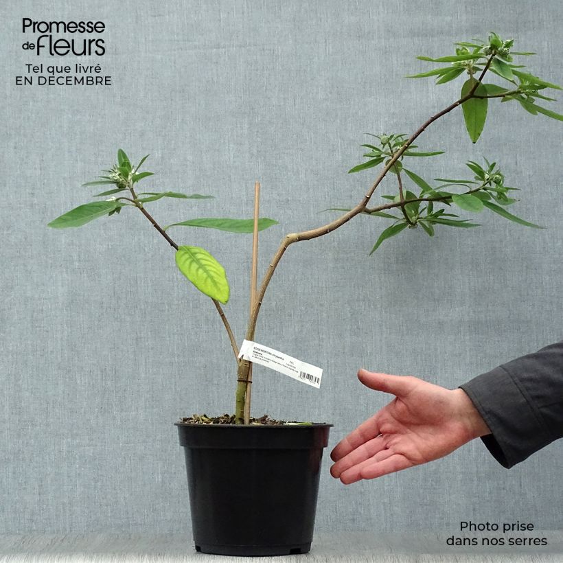 Spécimen de Edgeworthia chrysantha Red Dragon Akebono - Arbre à papier  Pot de 3L/4L tel que livré en hiver