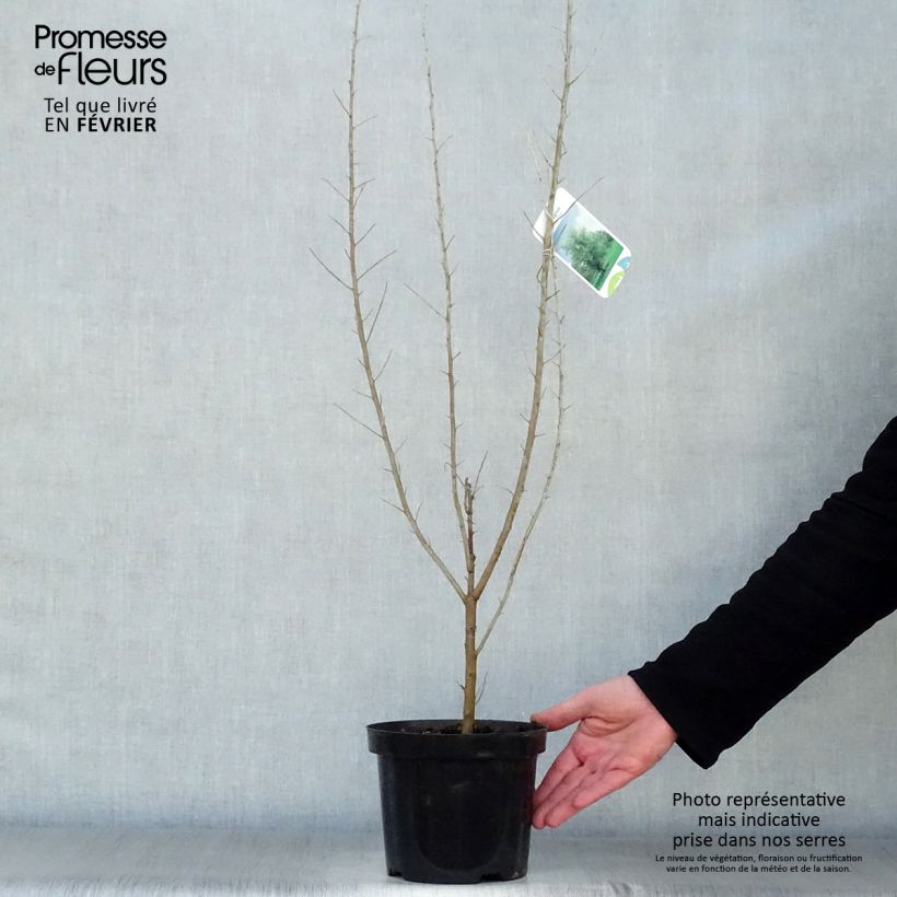 Spécimen de Elaeagnus angustifolia - Olivier de Boheme Pot de 2L/3L tel que livré en hiver