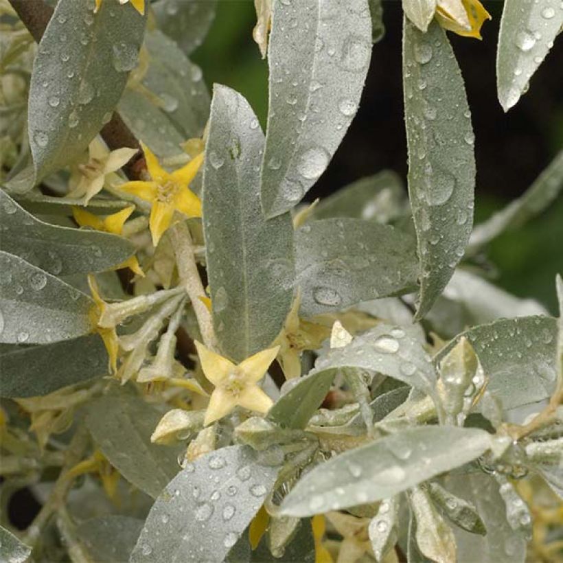 Elaeagnus commutata Zempin (Folhagem)