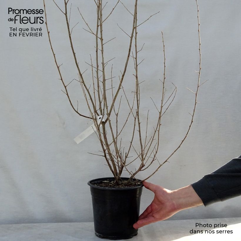 Spécimen de Elaeagnus commutata Zempin - Chalef argenté Pot de 4L/5L tel que livré en hiver