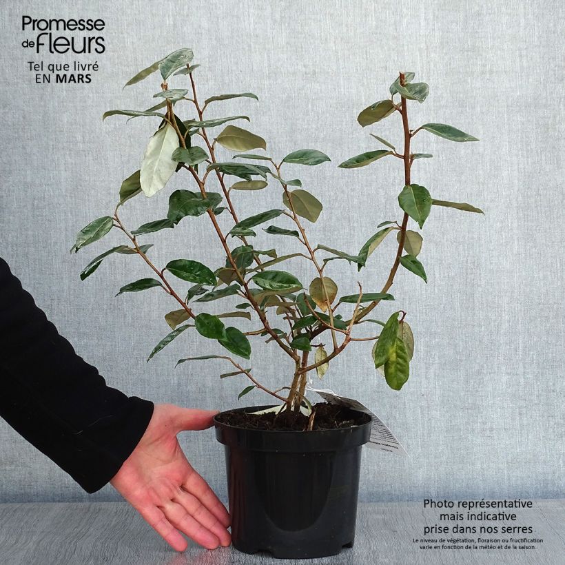 Spécimen de Elaeagnus ebbingei - Chalef de Ebbing Pot de 4L/5L tel que livré en hiver