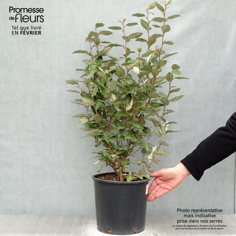 Spécimen de Elaeagnus ebbingei Compacta - Chalef Pot de 7,5L/10L tel que livré en hiver