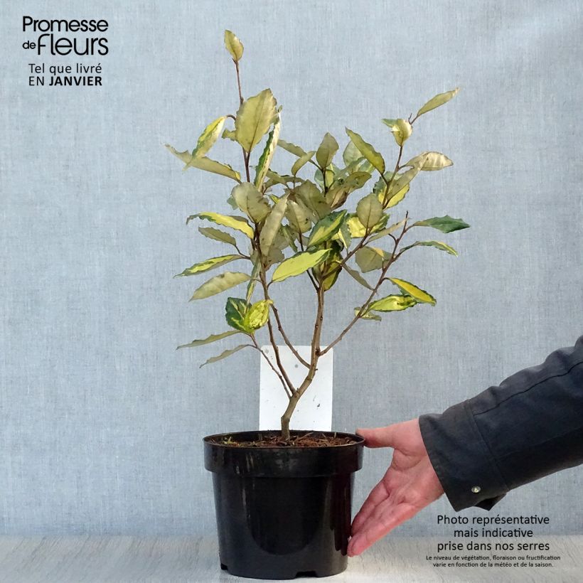 Spécimen de Elaeagnus ebbingei Eleador - Chalef Pot de 3L/4L tel que livré en hiver