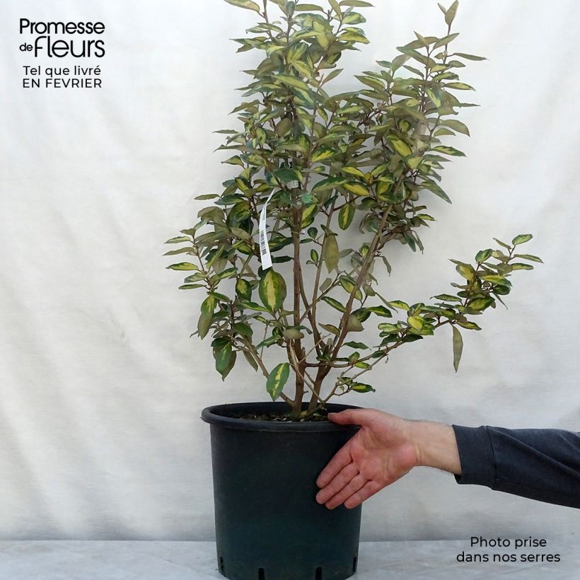 Spécimen de Elaeagnus ebbingei Limelight - Chalef de Ebbing Pot de 7,5L/10L tel que livré en hiver