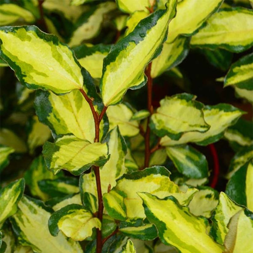 Elaeagnus ebbingei Maryline (abrela) - Chalef panaché (Floraison)