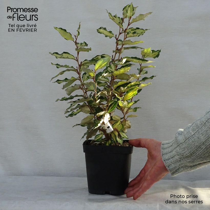 Spécimen de Elaeagnus ebbingei Maryline (abrela) - Chalef panaché Pot de 2L/3L tel que livré en hiver