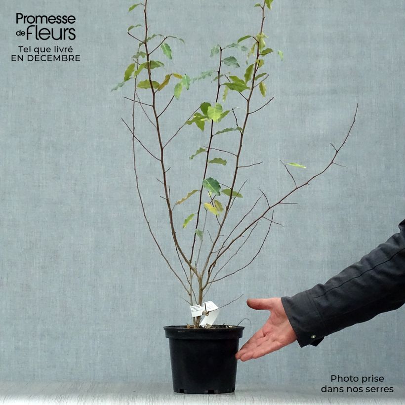 Spécimen de Elaeagnus multiflora - Goumi du Japon Pot de 2L/3L tel que livré en hiver