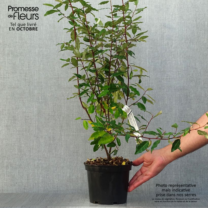 Spécimen de Elaeagnus multiflora - Goumi du Japon Pot de 2L/3L tel que livré en automne