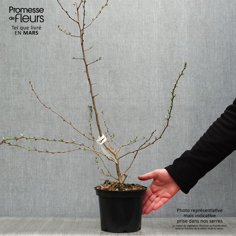 Spécimen de Elaeagnus multiflora - Goumi du Japon Pot de 2L/3L tel que livré au printemps