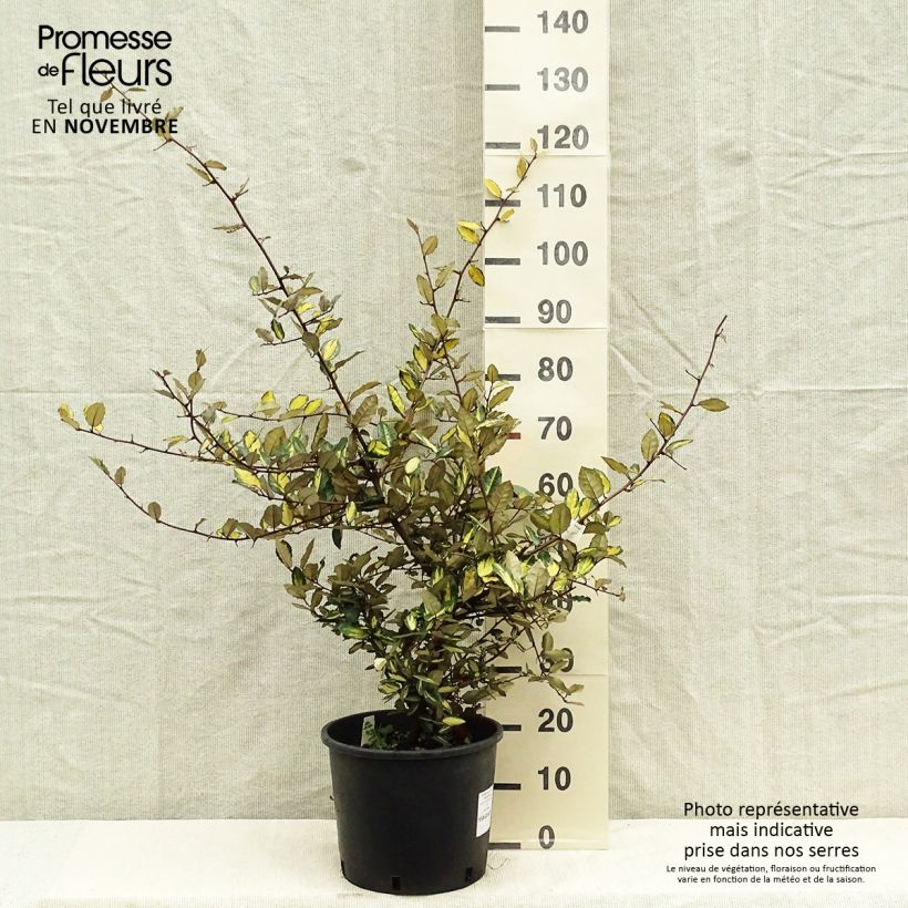 Spécimen de Elaeagnus pungens Maculata - Chalef panaché Pot de 12L/15L tel que livré en automne