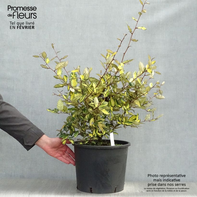 Spécimen de Elaeagnus pungens Maculata - Chalef panaché Pot de 12L/15L tel que livré en hiver