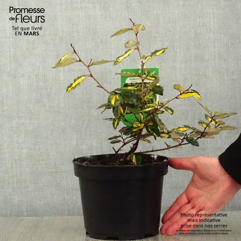 Spécimen de Elaeagnus pungens Maculata - Chalef panaché Pot de 2L/3L tel que livré en hiver