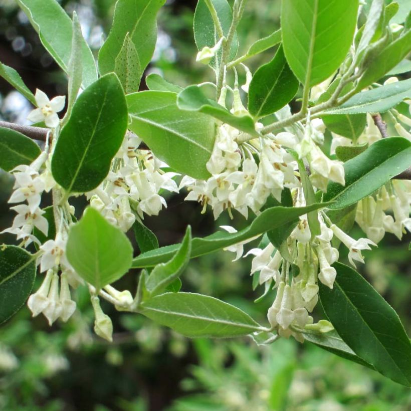Groselha-dos-açores - Elaeagnus umbellata (Floração)