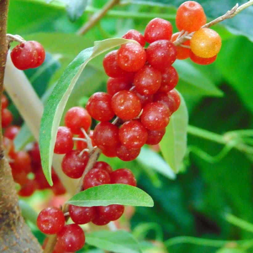 Elaeagnus umbellata Amoroso - Chalef en ombelles (Récolte)