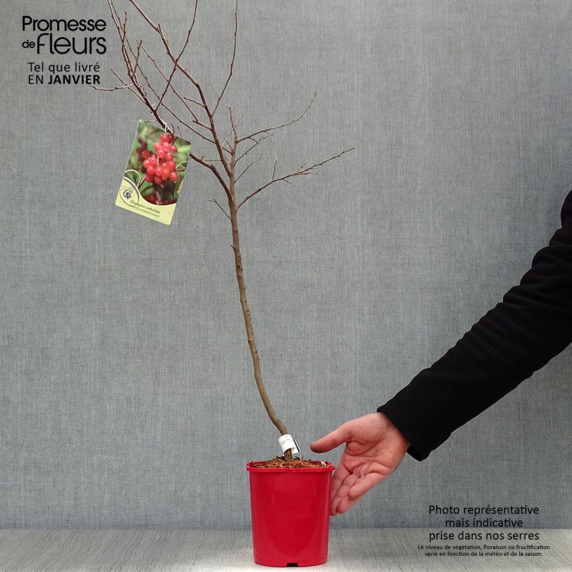 Spécimen de Elaeagnus umbellata Pointilla® Sweet'N'Sour'® - Chalef d'automne à baies de goumi rouge Pot de 2L/3L tel que livré en hiver