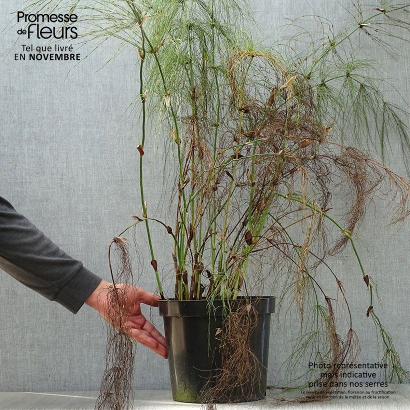 Spécimen de Elegia capensis - Prêle restio Pot de 7,5L/10L tel que livré en automne