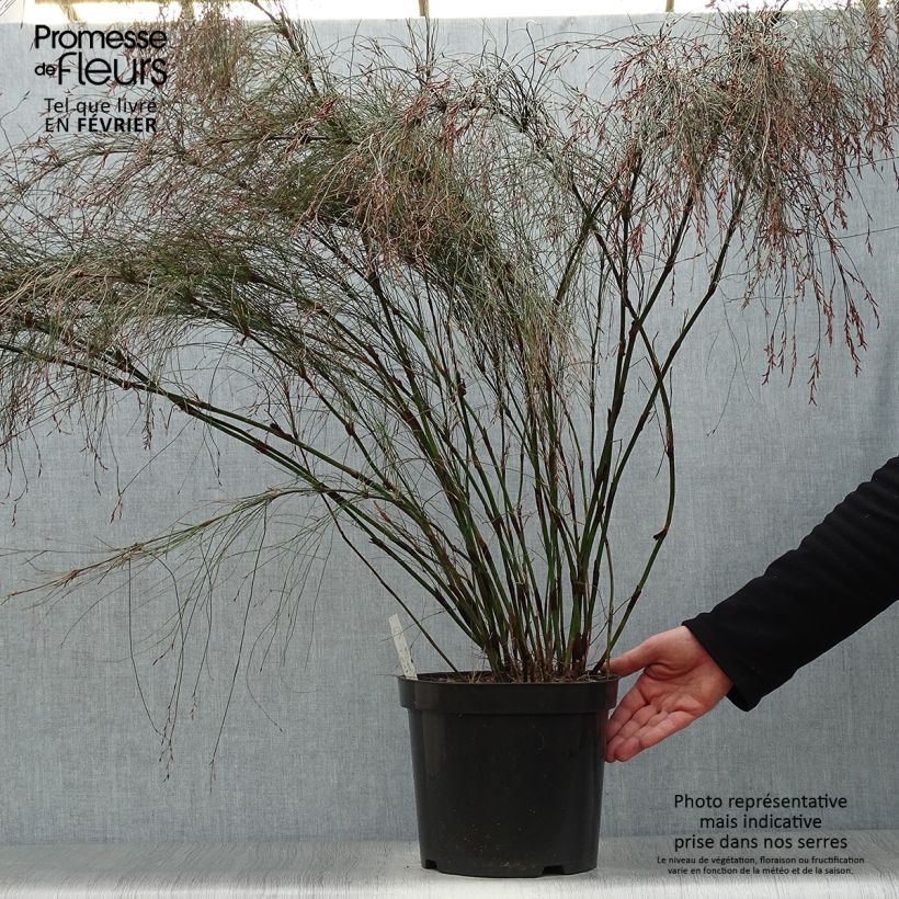 Spécimen de Elegia capensis - Prêle restio Pot de 7,5L/10L tel que livré en hiver